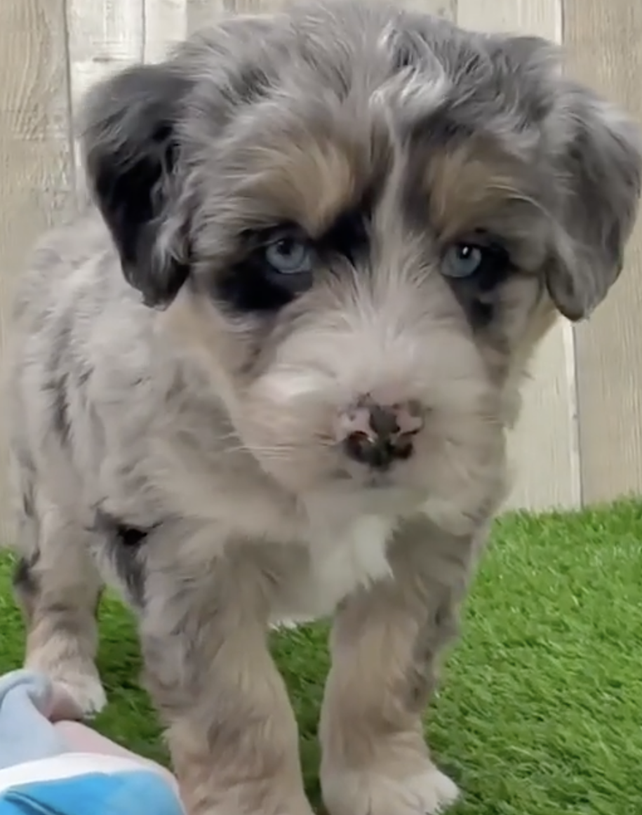 Husky Doodle Breed Info